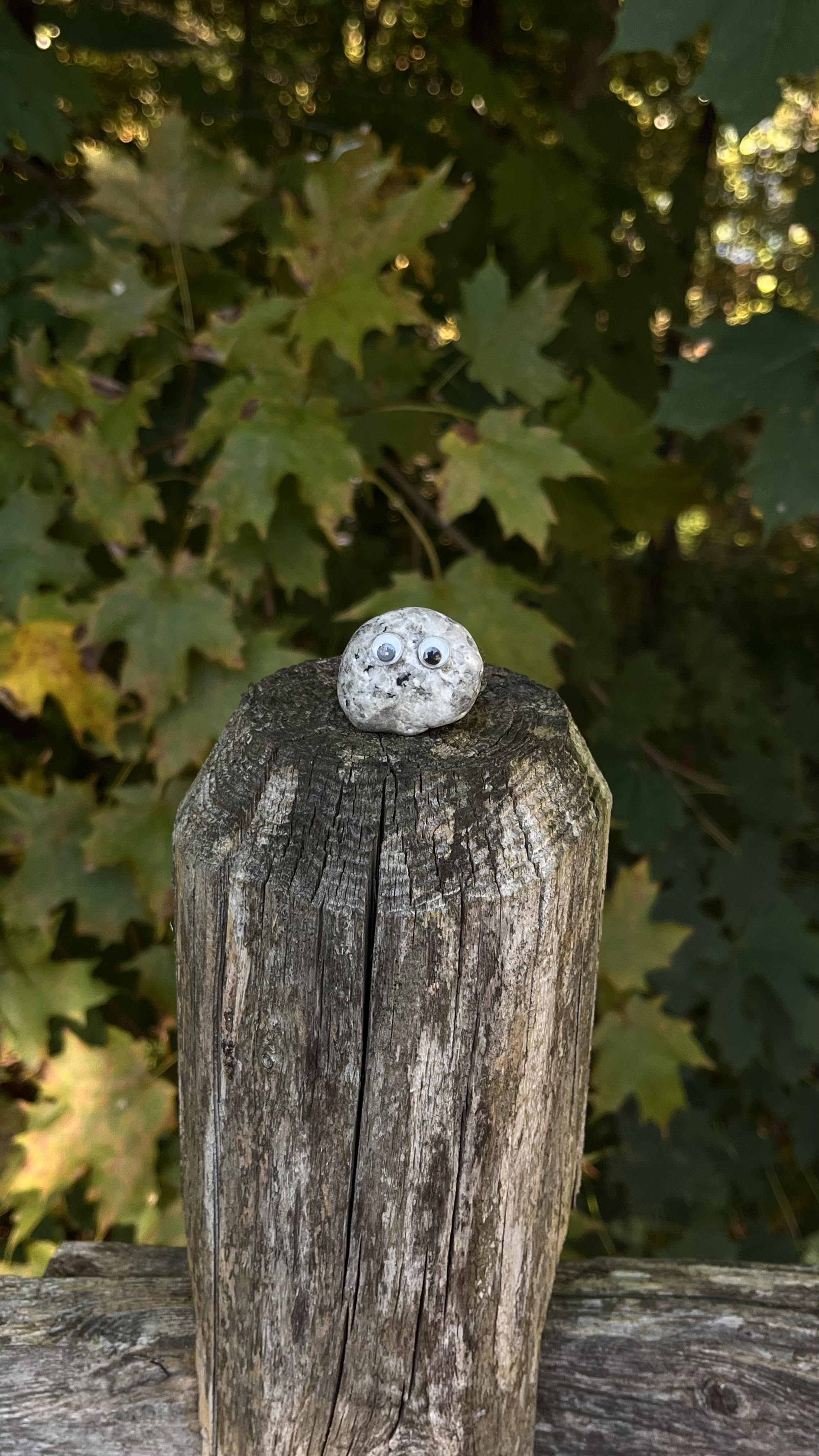 complex outline of pet rock design